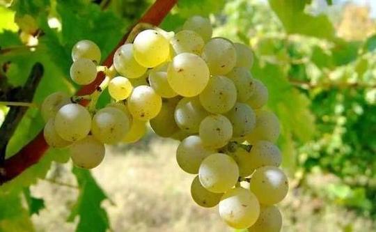 梦见葡萄藤的意义揭秘解读梦境符号的重要性