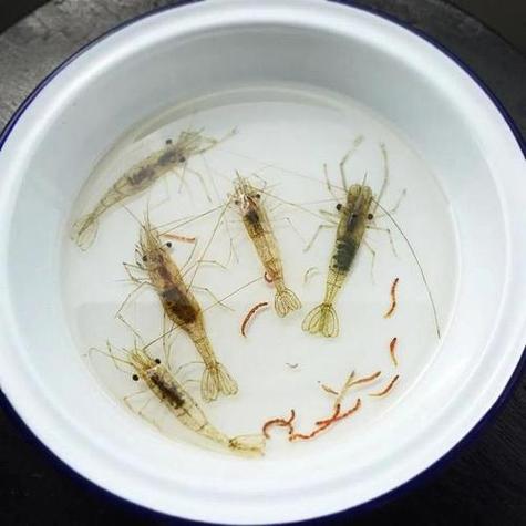 梦见捕虾象征的5个寓意与心理启示，解密内心深处的渴望