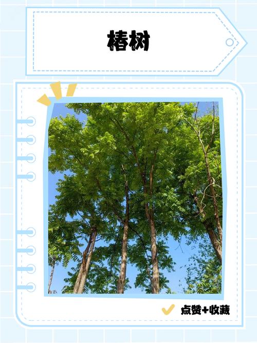 梦见椿树象征意义是哪些?解析背后心理与文化内涵 梦见椿树象征意义是哪些?解析背后心理与文化内涵