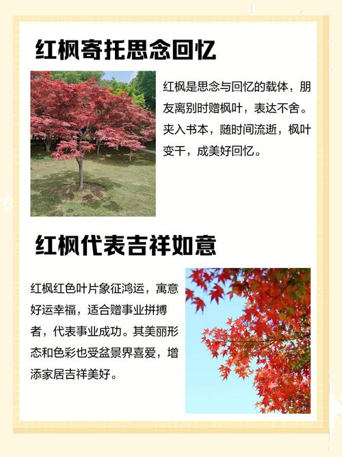 梦见红叶预示哪些？深度解析其象征意义及生活启示