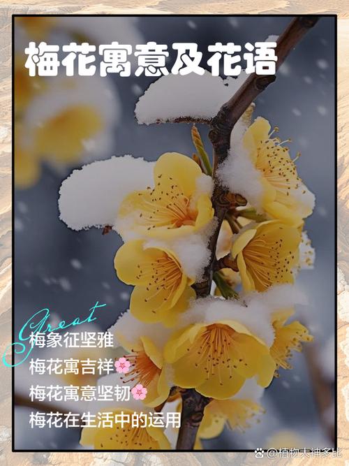 梦见梅花寓意解析心理与情感，了解梦境中的深层含义