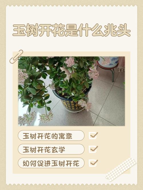 解读梦境梦见树木开花预示着哪些独特启示？