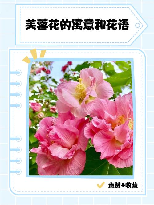 梦见芙蓉花寓意深远？揭开背后隐藏的信息！