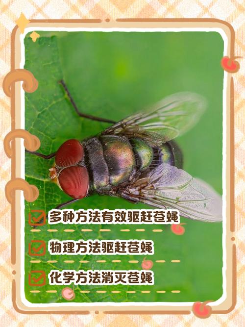 梦见苍蝇预示哪些？专家解析其心理暗示与应对方法