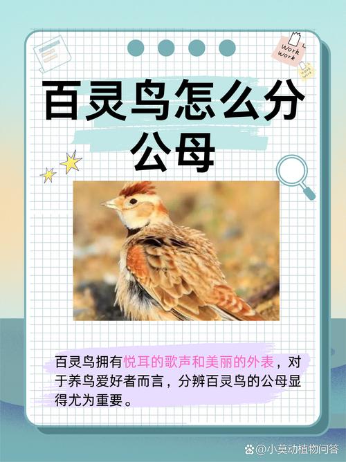 梦见百灵鸟的7个隐含意义及其象征解析