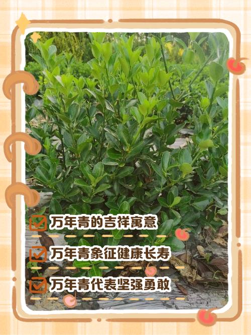 梦见万年青的5种寓意解析探寻梦境背后的深层价值