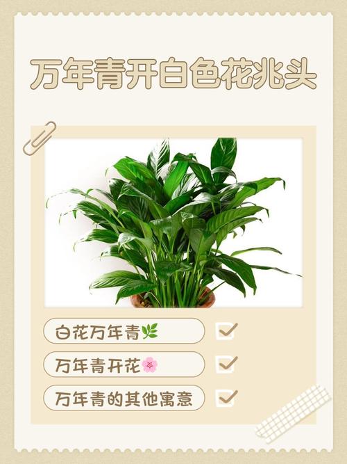 梦见万年青的5种寓意解析探寻梦境背后的深层价值