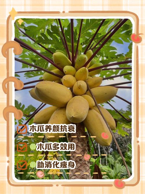 梦见木瓜解读其背后的5个隐藏意义