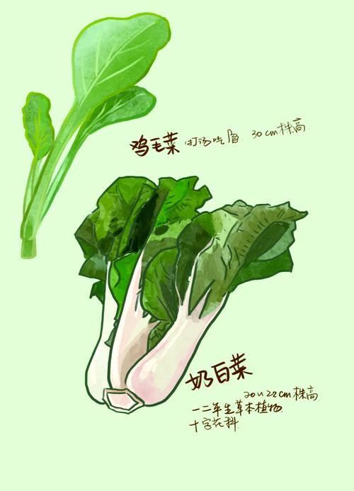 梦见菁菜寓意深远，揭示隐藏运势玄机！