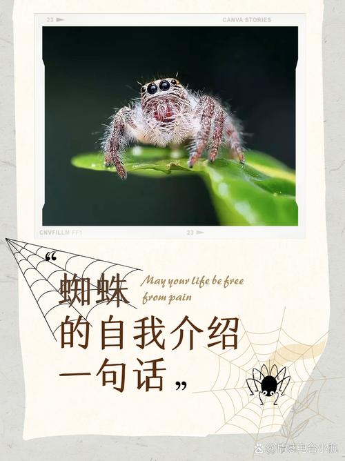 梦见蜘蛛的深层含义揭示心理暗示与自我探索之旅