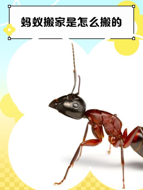 梦见蚂蚁叼东西寓意解析心理暗示与生活启示对比探讨