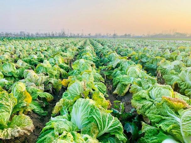 梦见白菜地的深层寓意，揭示心灵成长与生活新机遇