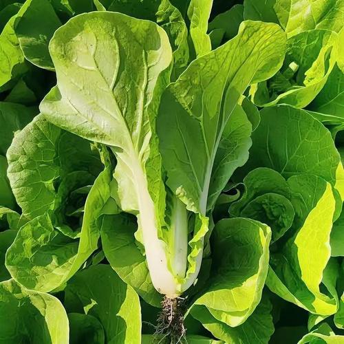 梦见白菜地的深层寓意，揭示心灵成长与生活新机遇