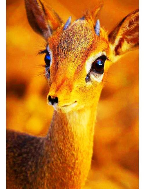 梦见梅花鹿与好运对比解析心理暗示与财富象征