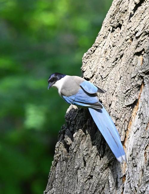 梦见戏雀预示着哪些？解读梦境与现实的关联