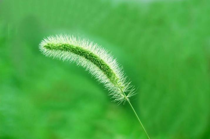 梦见草丛的5大心理学解读与生活启示