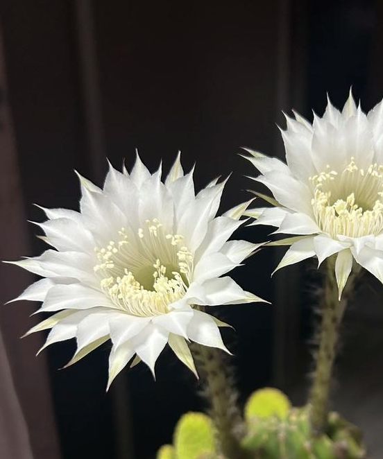 梦见仙人球解析3大心理暗示与人生启示