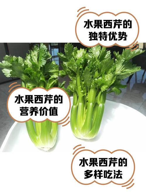 梦见西芹的寓意揭秘梦境中的健康预兆是哪些？