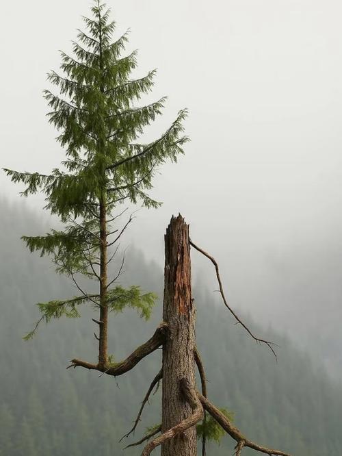 梦见树干残枝隐秘象征，深度解析助您洞察未来变化！