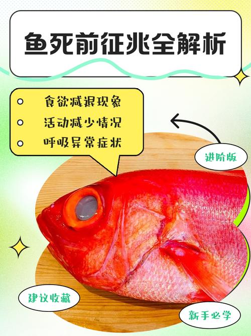 梦见杀鱼的寓意高效解决方案揭秘心理暗示