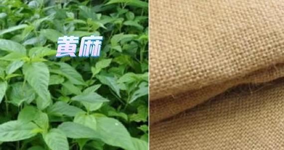 梦见亚麻纺纱意味着哪些？解析其潜在寓意和生活启示