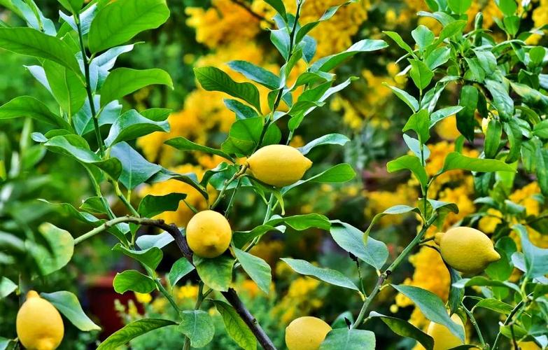 梦见果园象征哪些？解析梦境意义与心理暗示