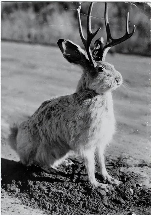 解读梦境鹿兔象征意义及心理启示带来的生活智慧