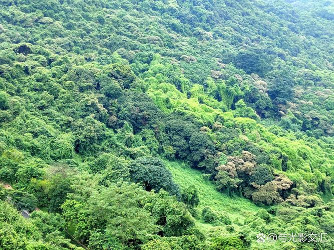 梦见树林预示哪些？解析梦境背后的心理暗示与现实意义