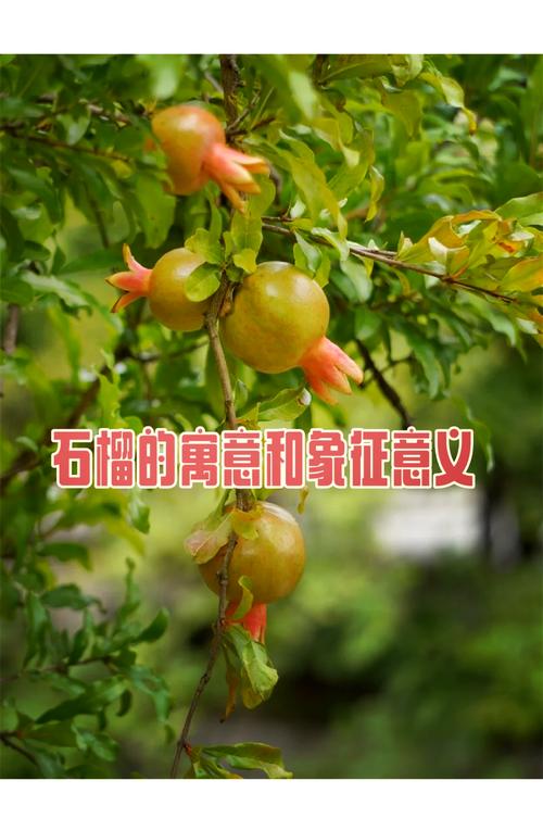 梦见石榴树揭示其独特寓意及高效解梦方案
