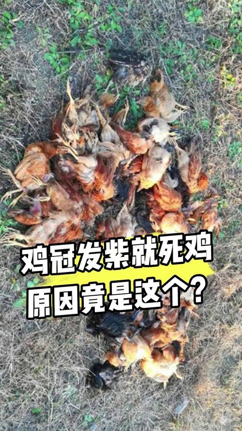 揭示梦见死鸡背后的深层含义,你或许从未想到过! 揭示梦见死鸡背后的深层含义,你或许从未想到过!