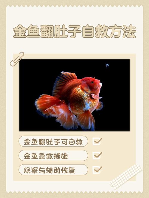 梦见捞起金鱼揭示潜藏财富运势与心理暗示秘诀 梦见捞起金鱼揭示潜藏财富运势与心理暗示秘诀