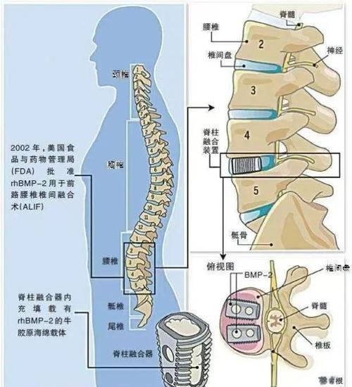 8个梦见脊椎的象征解析及心理学解读