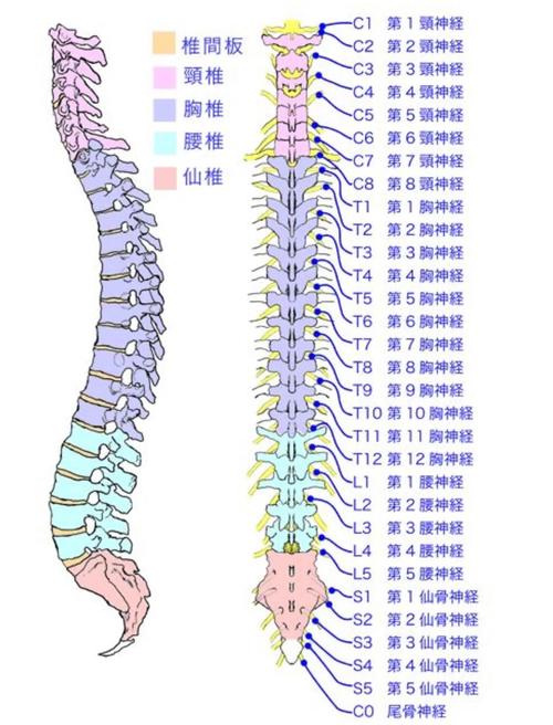 8个梦见脊椎的象征解析及心理学解读
