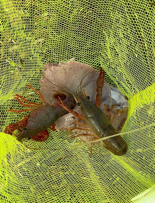 梦见抓虾预示哪些?解析梦境背后的心理暗示 梦见抓虾预示哪些?解析梦境背后的心理暗示