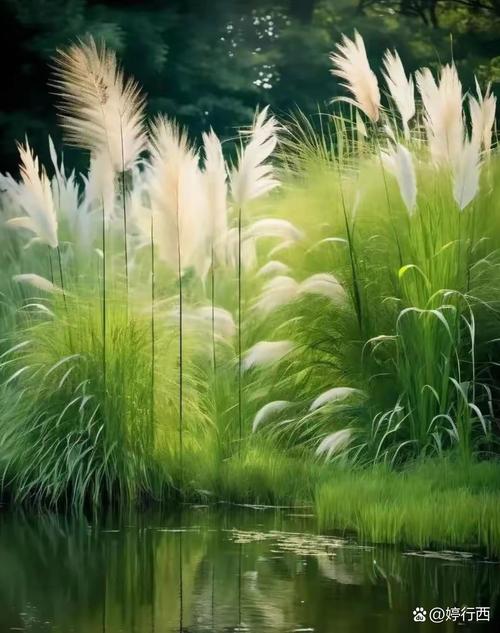梦见芦苇探索内心深处宁静的梦境解读,引领情感共鸣 梦见芦苇探索内心深处宁静的梦境解读,引领情感共鸣