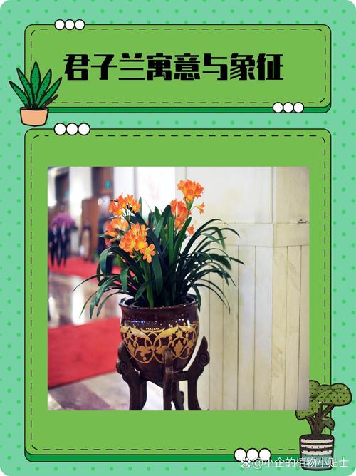 梦见君子兰揭示象征意义与风水影响详解 梦见君子兰揭示象征意义与风水影响详解