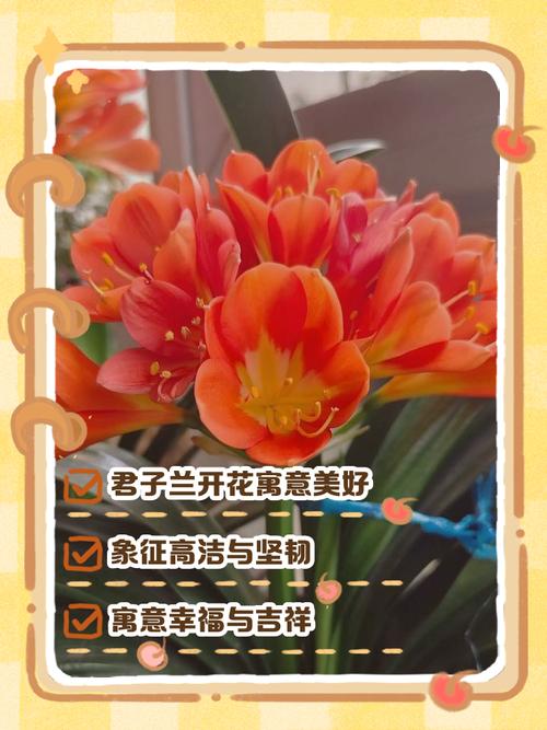 梦见君子兰揭示象征意义与风水影响详解 梦见君子兰揭示象征意义与风水影响详解