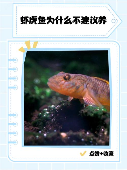 如何解读梦见鱼虾？专家解析背后寓意，助你获得内心宁静与好运