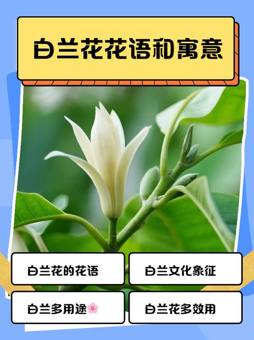 白兰花梦境解析高效解决方案助您理解深层含义