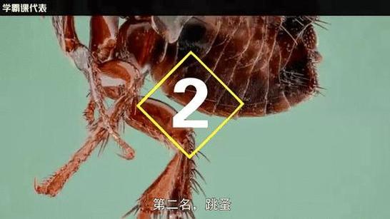 梦见小虫子解析心理暗示与生活变化的对比揭秘