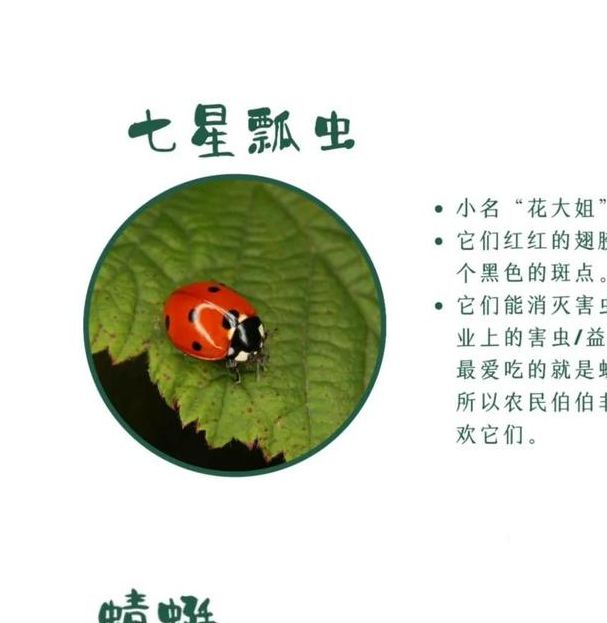 梦见小虫子解析心理暗示与生活变化的对比揭秘