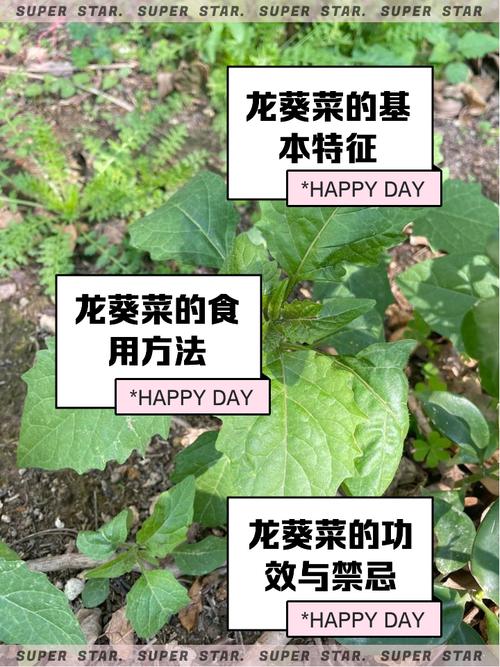 梦见葵菜解析5大心理象征与常见误区指导 梦见葵菜解析5大心理象征与常见误区指导