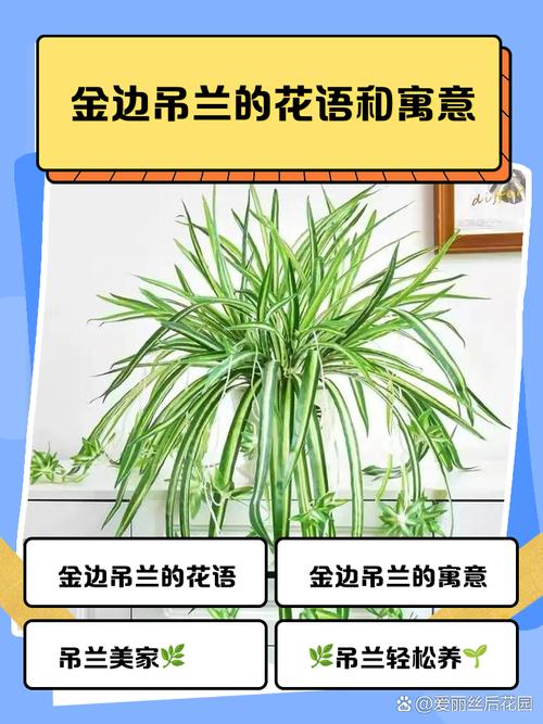 梦见吊兰预示哪些心理暗示?探寻植物梦境背后含义 梦见吊兰预示哪些心理暗示?探寻植物梦境背后含义
