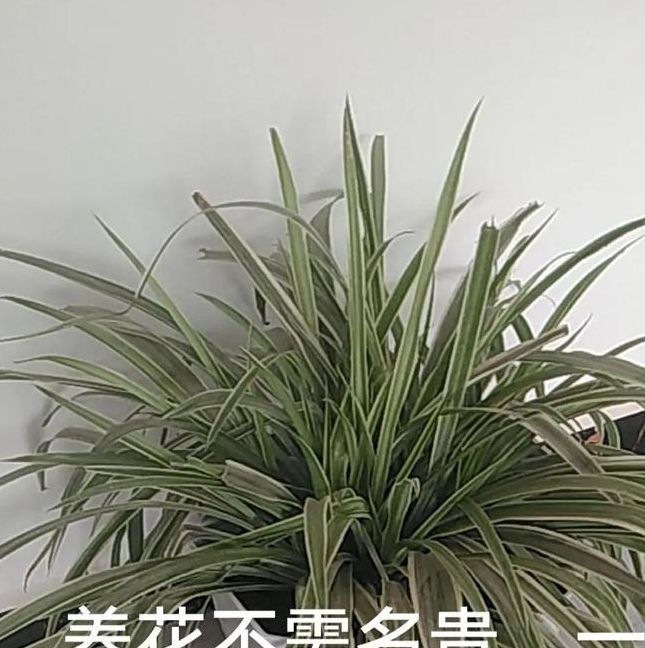 梦见吊兰预示哪些心理暗示?探寻植物梦境背后含义 梦见吊兰预示哪些心理暗示?探寻植物梦境背后含义