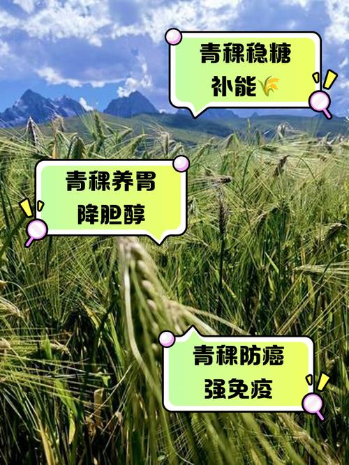 10个梦见青稞的吉兆和象征含义,揭示生活新机遇 10个梦见青稞的吉兆和象征含义,揭示生活新机遇
