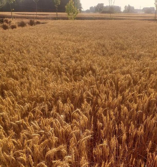 梦见割麦子象征意义深度解析梦境预示与事业发展的关系