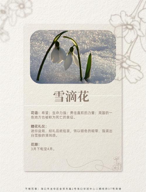 梦见雪中开花的7个深层含义与权威专家解读