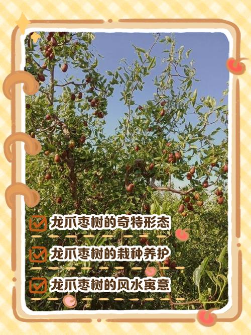 梦见种枣树象征意义如何解读及高效解决方案 梦见种枣树象征意义如何解读及高效解决方案