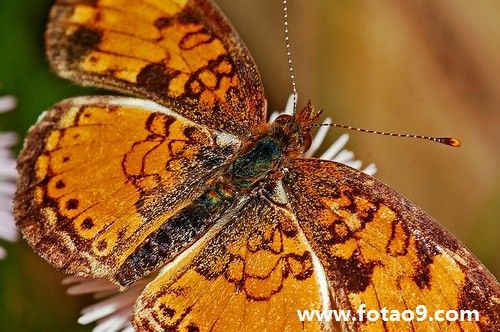 梦见电壶解析10个权威专家推荐解梦技巧 梦见电壶解析10个权威专家推荐解梦技巧