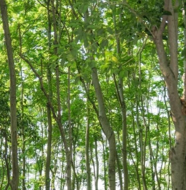 梦见打谷脱粒深度解析与生活影响,用户探索梦境的隐秘力量! 梦见打谷脱粒深度解析与生活影响,用户探索梦境的隐秘力量!